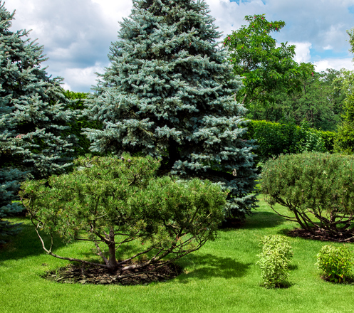 Tree and Shrub