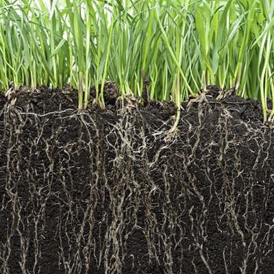 Rootzone growing medium
