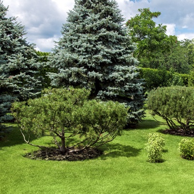 Tree and Shrub